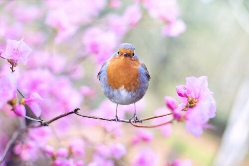 bird on branch with pink flowers