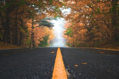 autumn trees lining the road